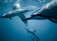 世界杯淘汰赛资格-伦敦世乒赛小组赛签表出炉:国乒男、女团均与韩国同组